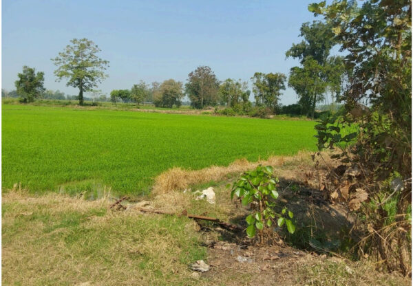 land in Sukhothai _photo