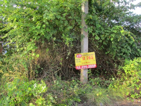 Vacant land, Nakhon Si Thammarat _photo