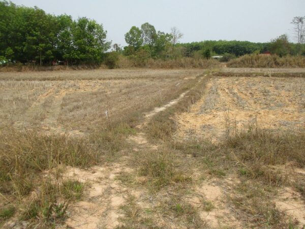 Non -empty land, Sakon Nakhon _photo