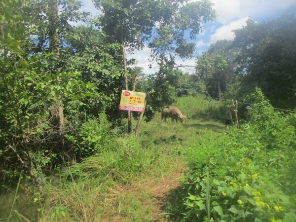 Vacant land, Ubon Ratchathani _photo