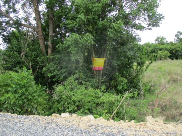 Vacant land, Nakhon Sawan _photo