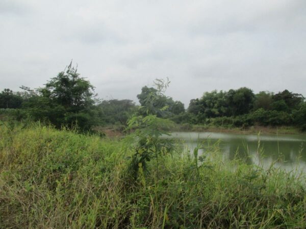 Empty Land, Suphanburi _photo