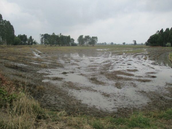 Empty Land, Suphanburi _photo