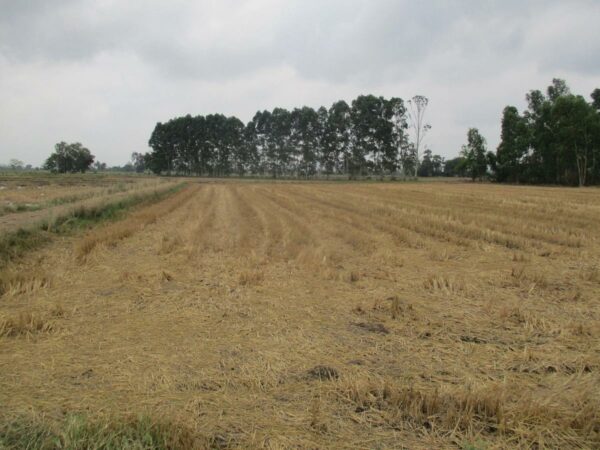 Empty Land, Suphanburi _photo