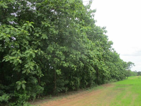 Non -empty land, Phetchabun _photo