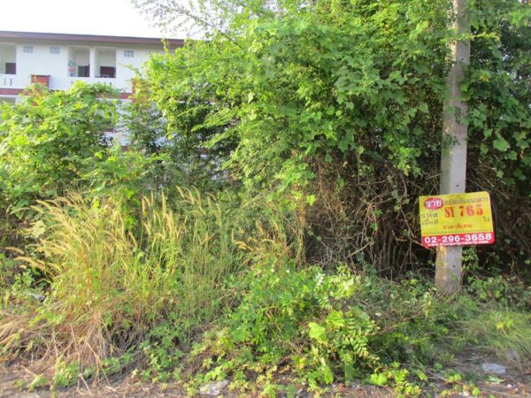 Vacant land, Nakhon Si Thammarat _photo