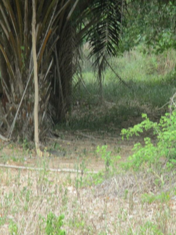 Vacant land, Prachuap Khiri Khan _photo