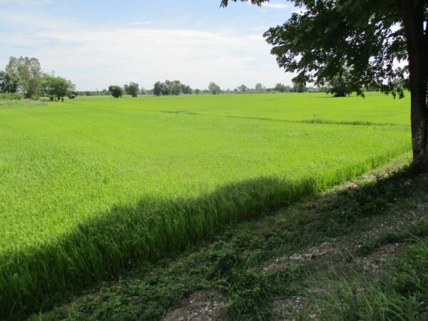 Vacant land, Kamphaeng Phet _photo