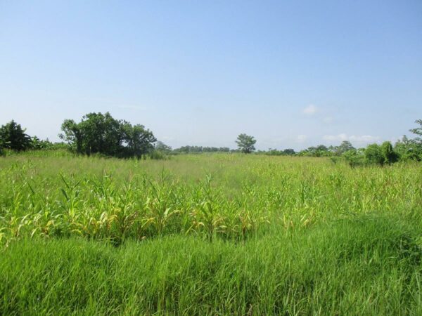 Ruen Chiang Saen Agricultural Park Project _photo