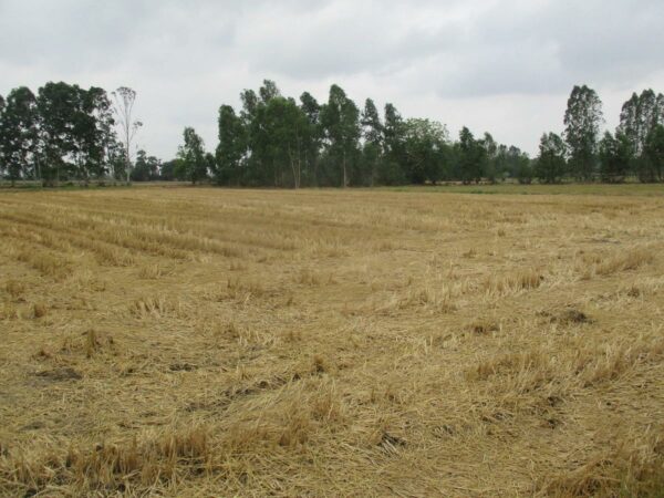 Empty Land, Suphanburi _photo