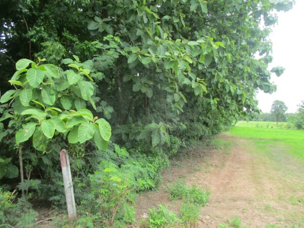 Non -empty land, Phetchabun _photo