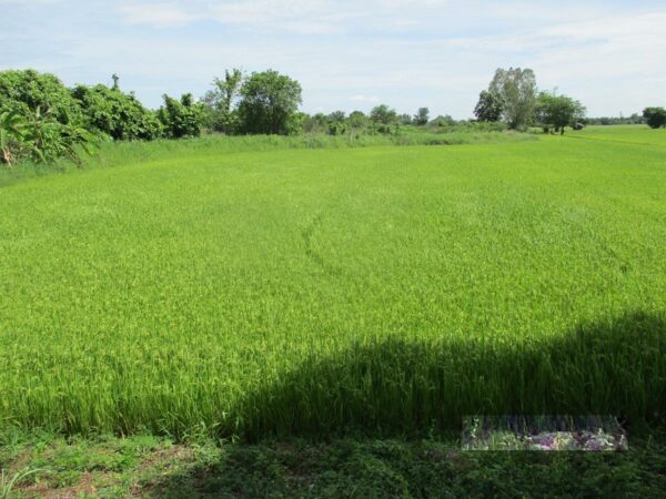 Vacant land, Kamphaeng Phet _photo