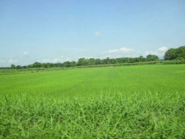 Ruen Chiang Saen Agricultural Park Project _photo