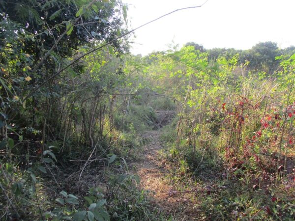 Blank land, Chiang Mai _photo