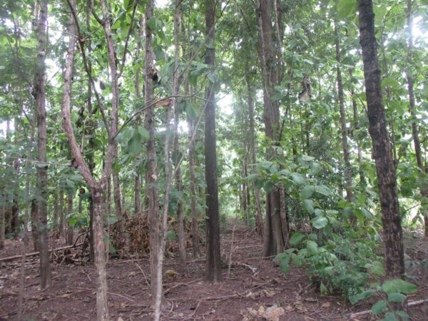 Non -empty land, Phetchabun _photo