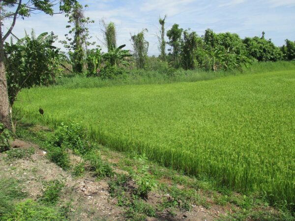 Vacant land, Kamphaeng Phet _photo