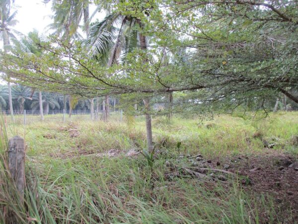 Single house, Chumphon _photo