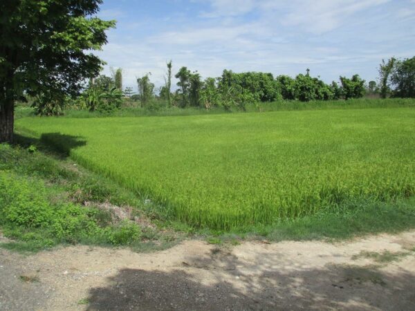 Vacant land, Kamphaeng Phet _photo