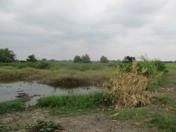 Empty Land, Suphanburi _photo