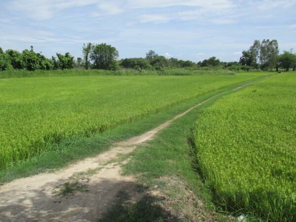 Vacant land, Kamphaeng Phet _photo