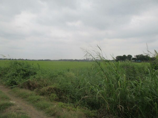 Empty Land, Suphanburi _photo