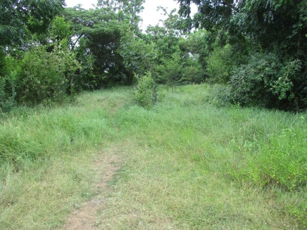 Land, Lop Buri _photo